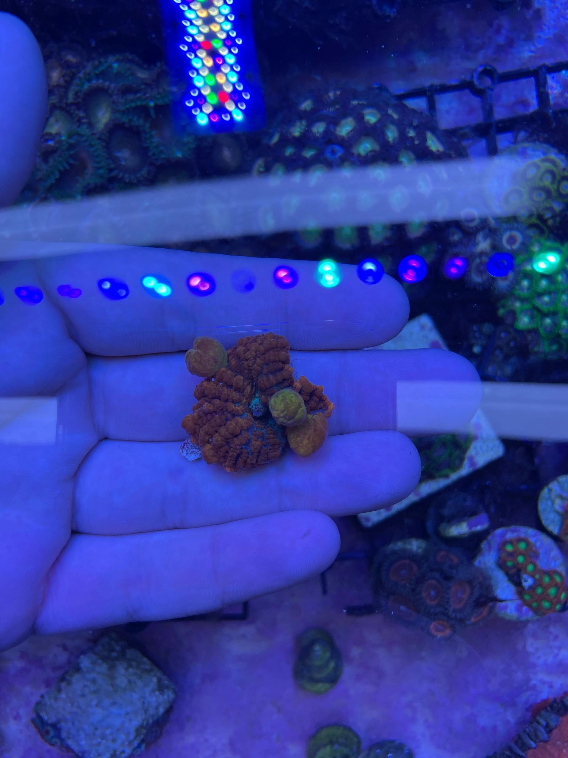 Aquarium Xpress technician performing aquarium maintenance