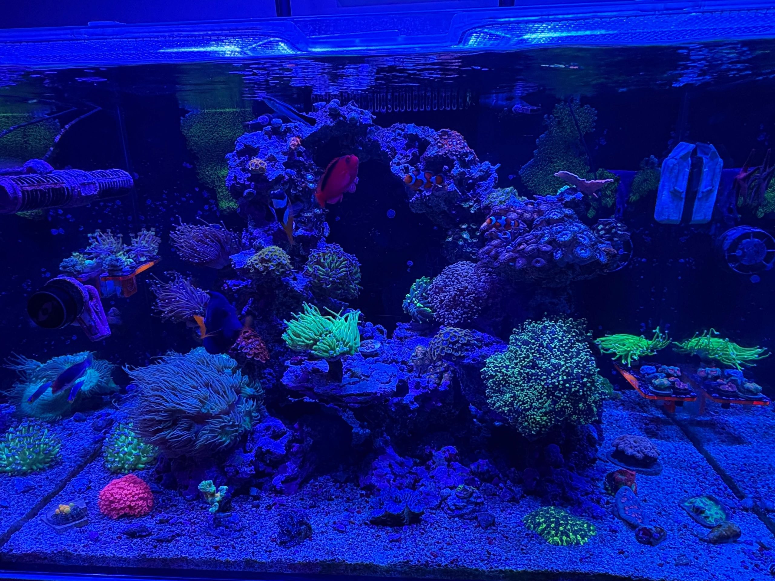 Healthy reef aquarium maintained by Aquarium Xpress