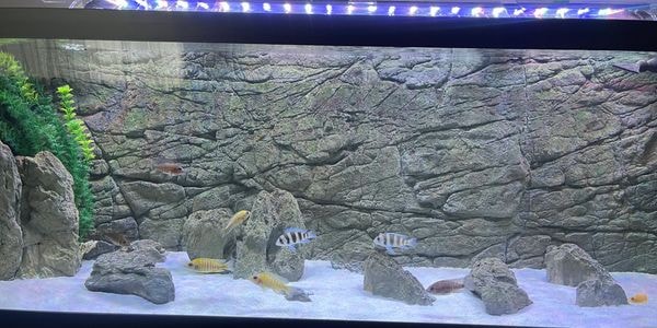 Striped tropical fish swimming in a rocky freshwater aquarium