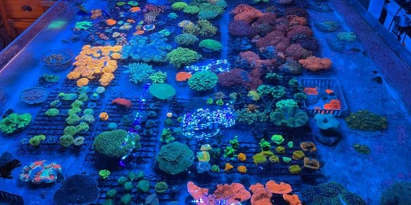 Colorful coral reef aquarium display tank — Aquarium Xpress