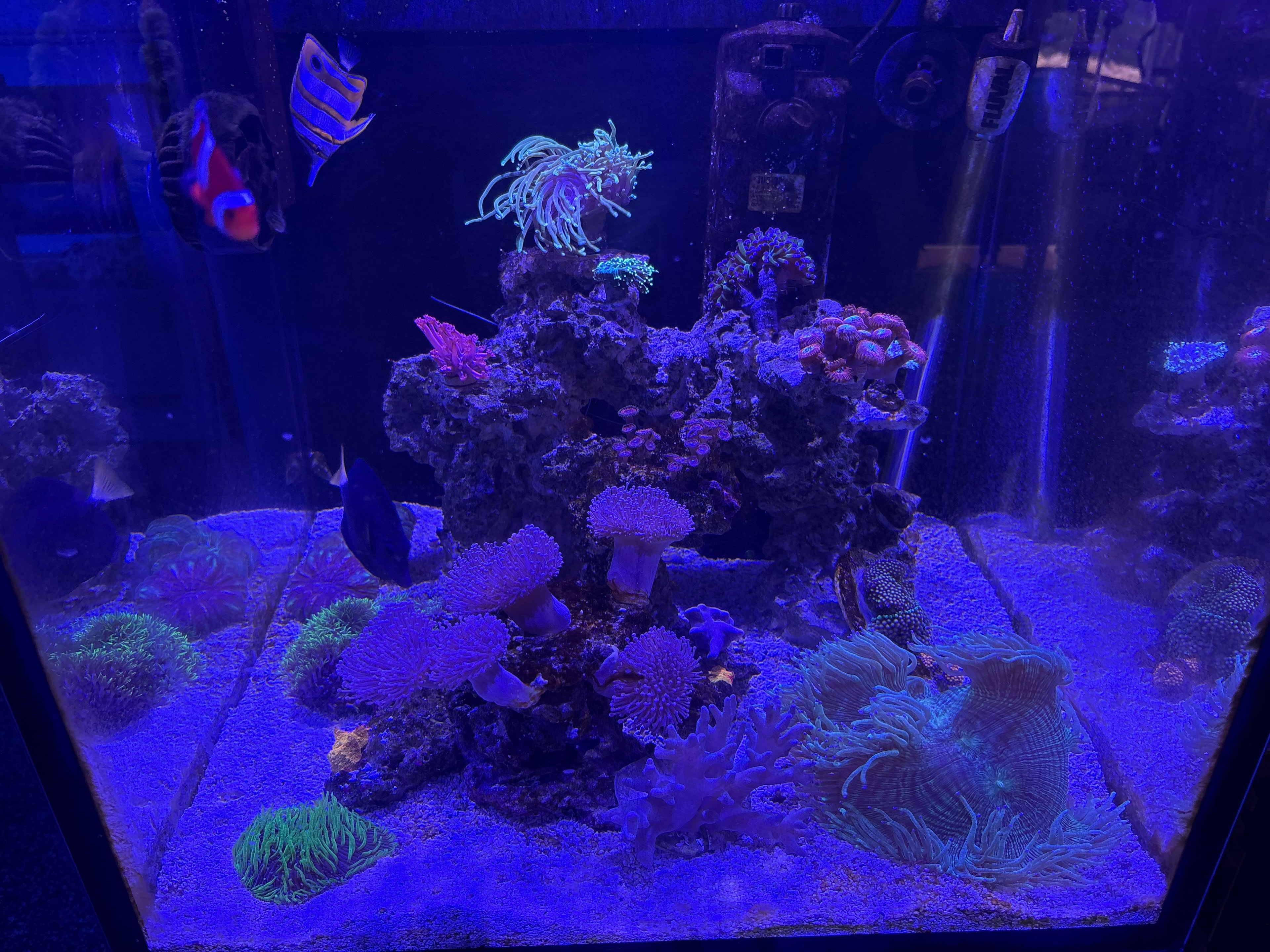 Fluorescent coral reef aquarium installation in a Central PA home