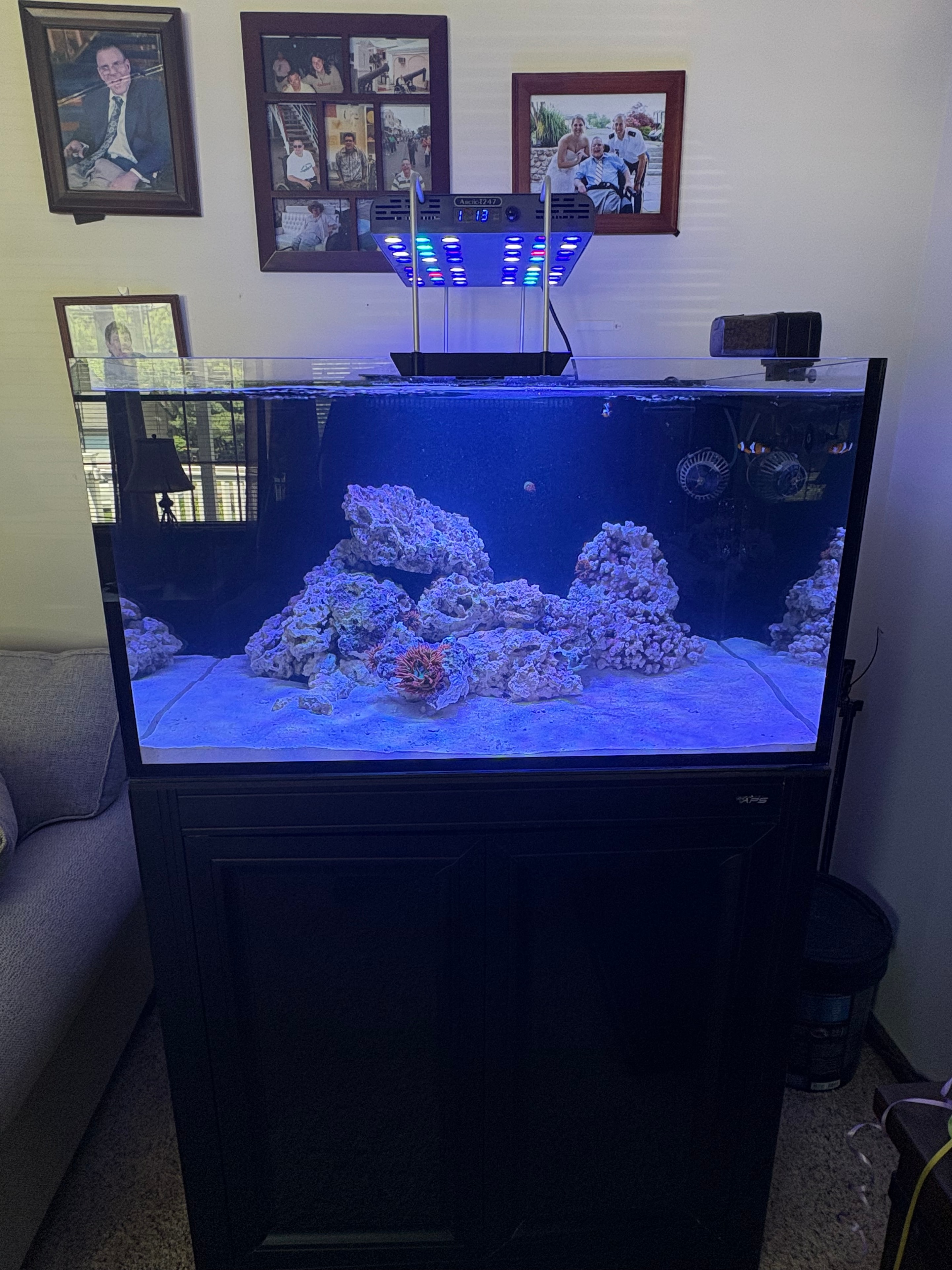Saltwater aquarium with coral rocks and blue LED lighting