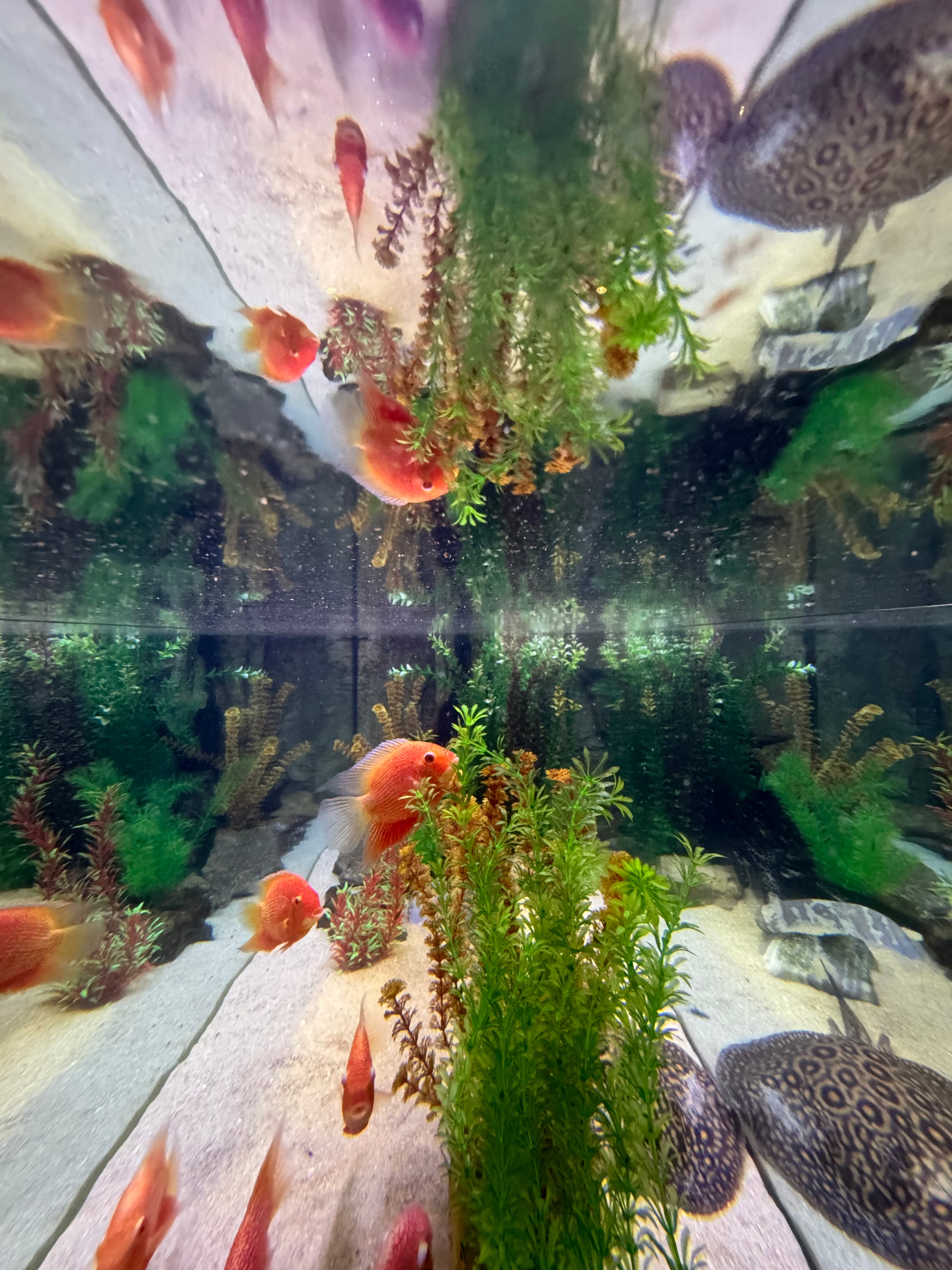 Colorful tropical fish swimming in a professionally maintained aquarium