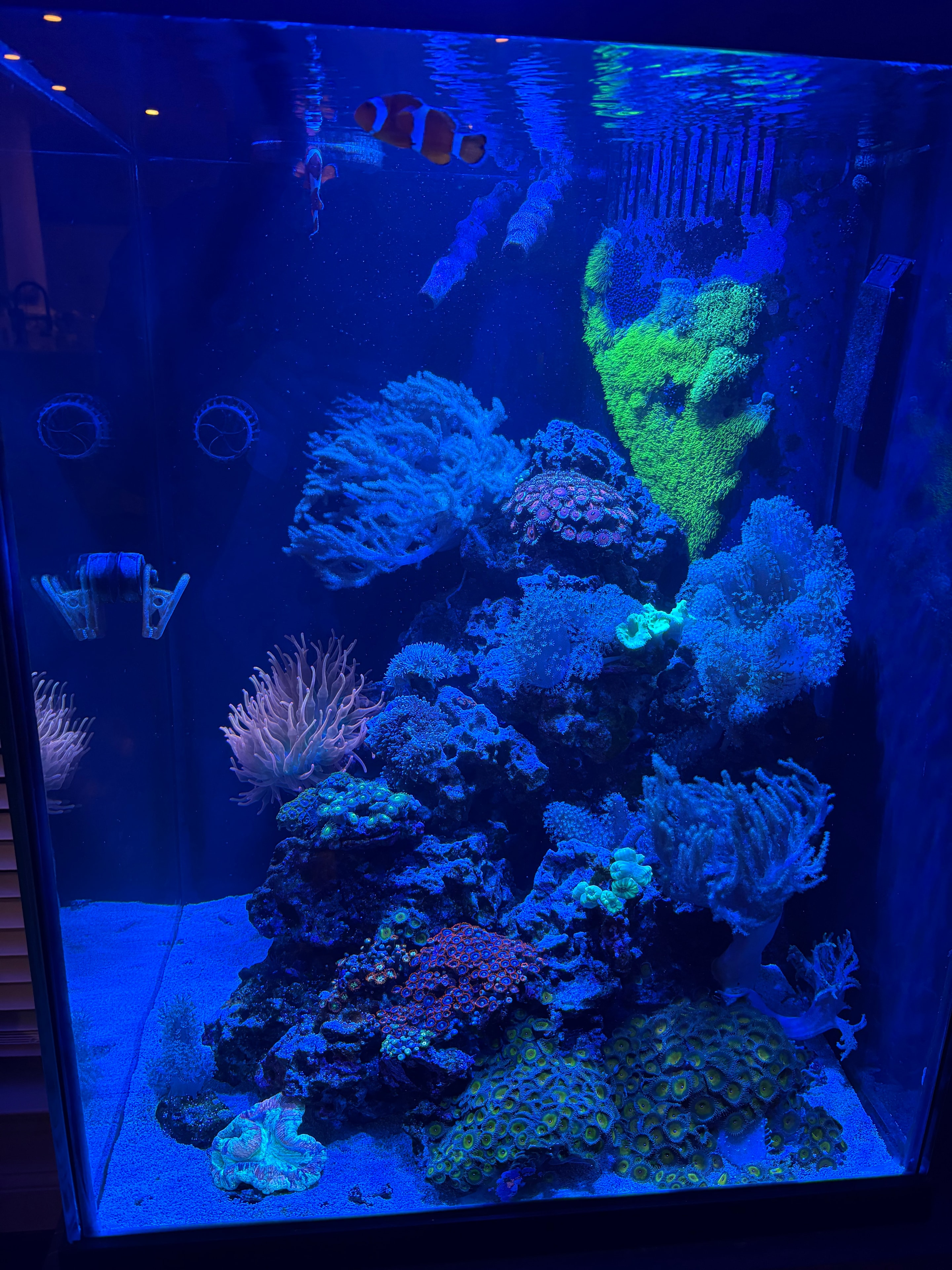 The Business Case for an Office Aquarium