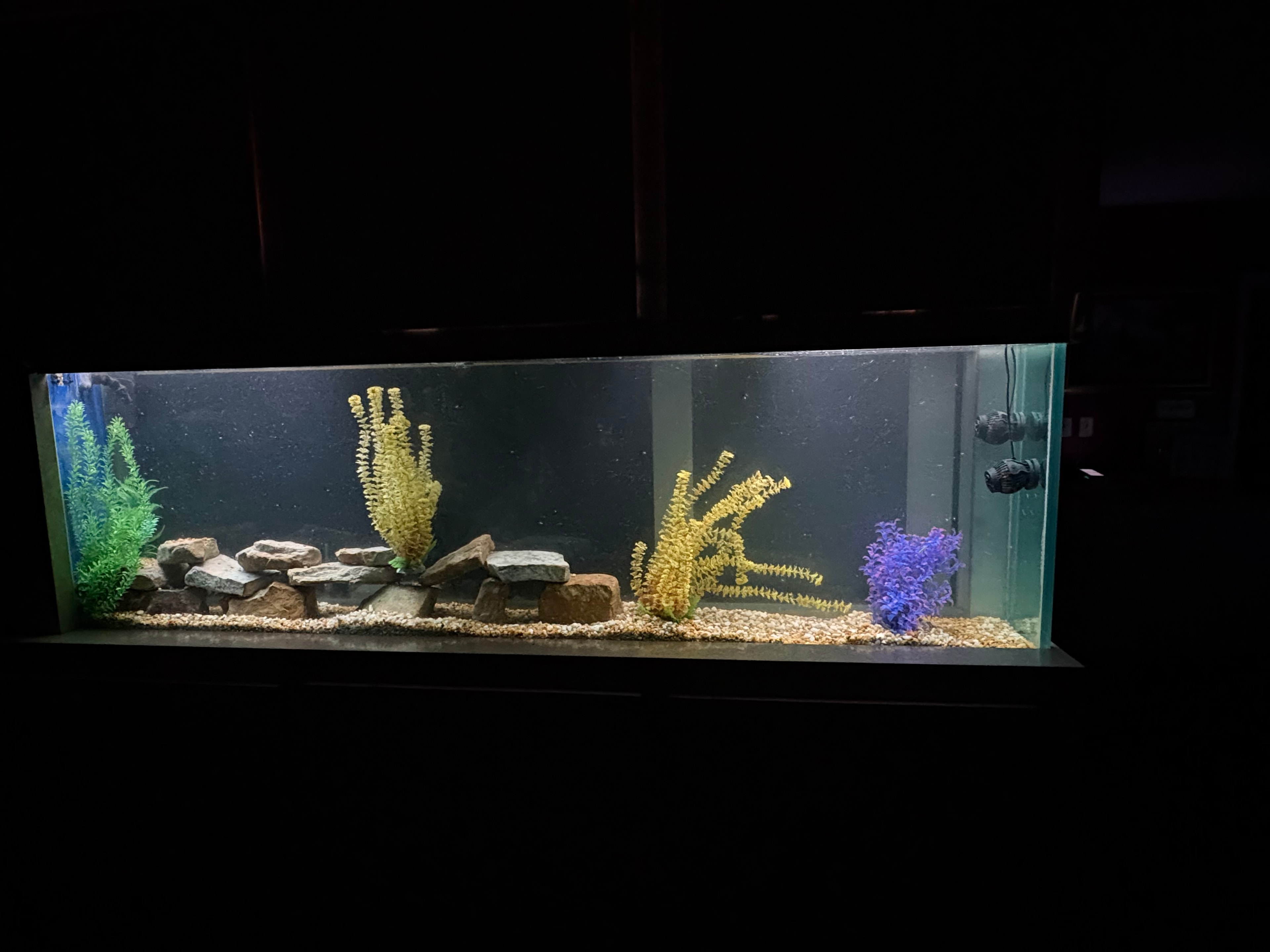 How Often Should You Clean Your Aquarium?