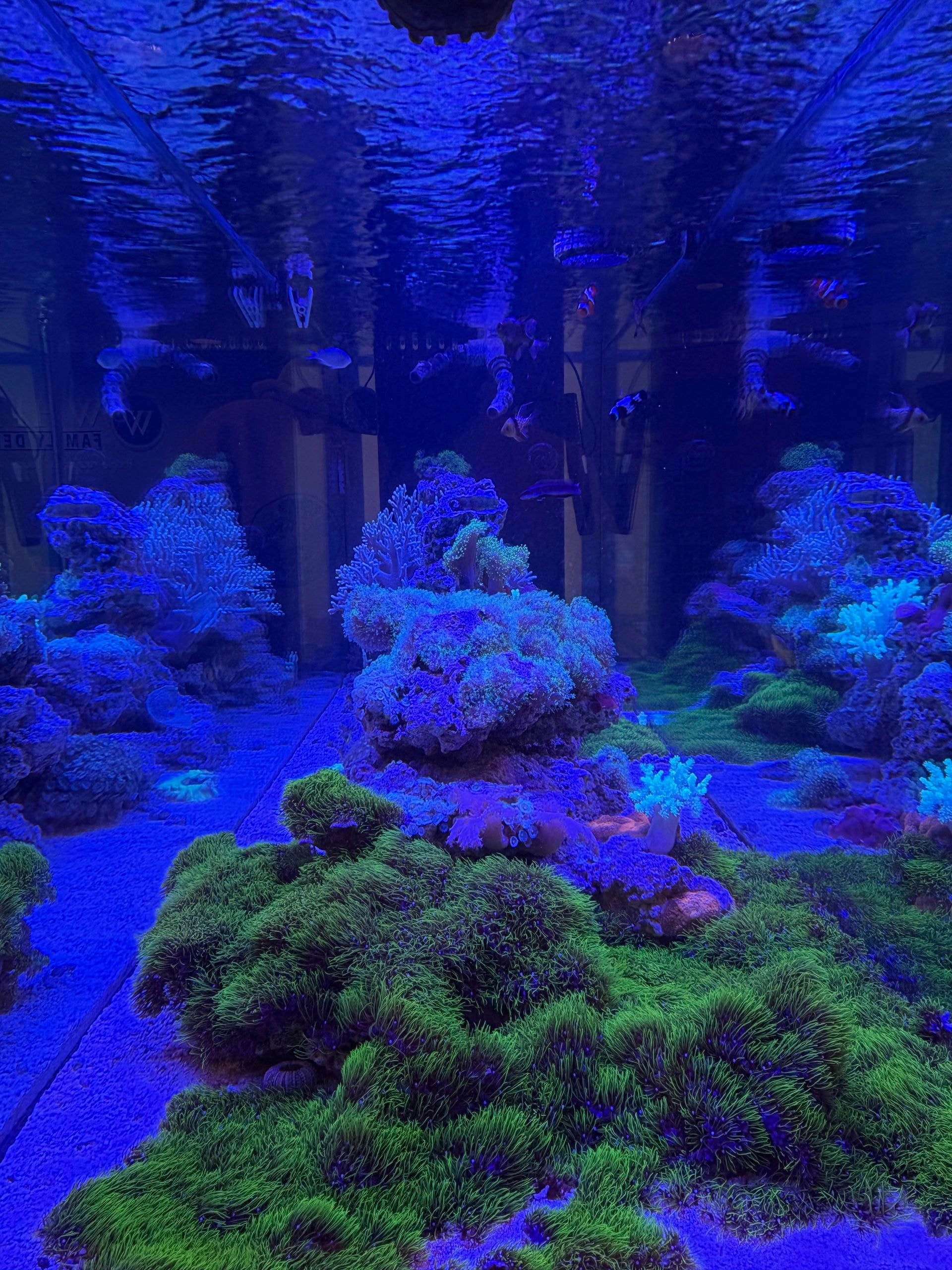 Underwater coral reef aquarium display — Aquarium Xpress client