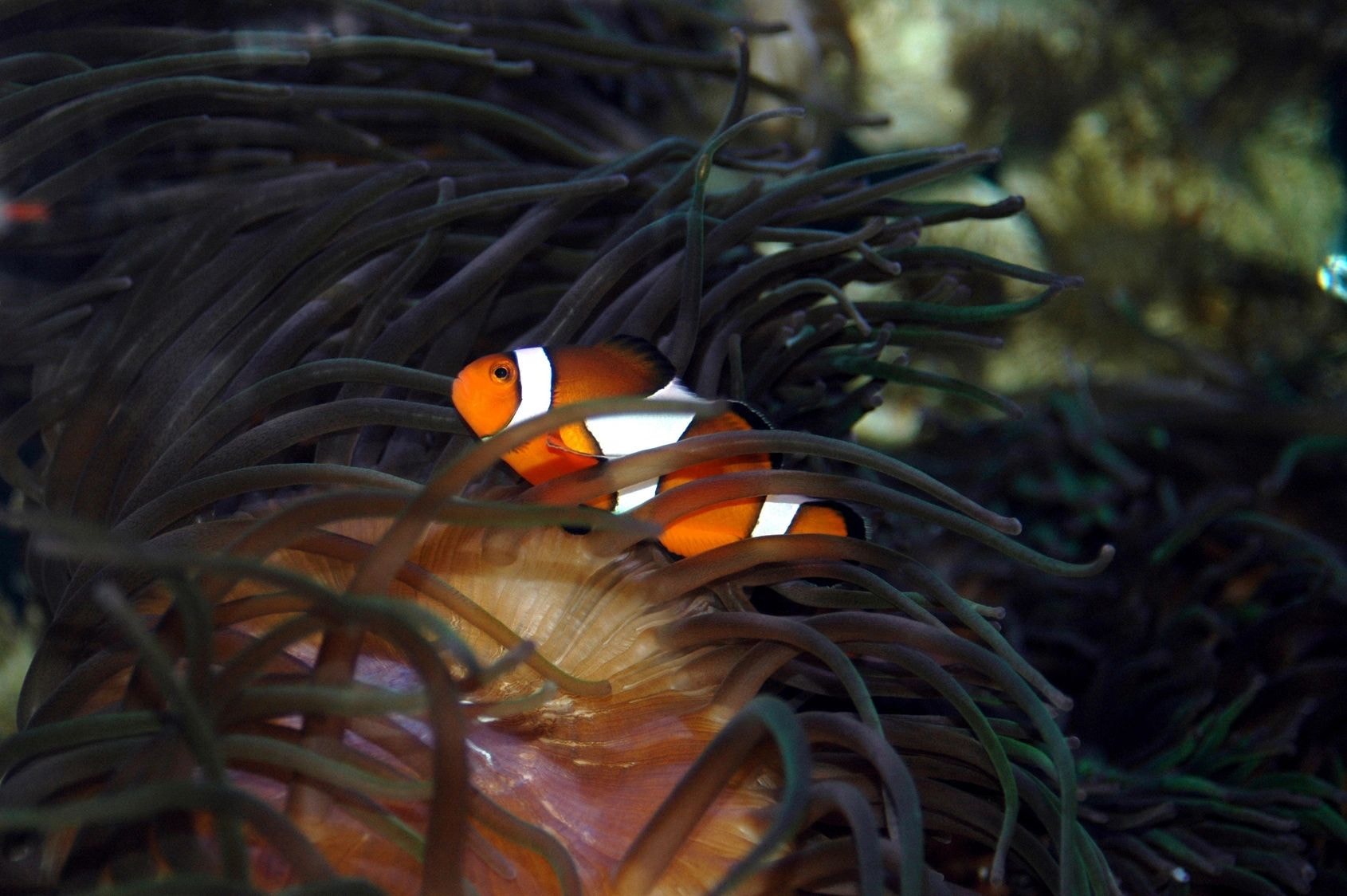 Clownfish swimming in sea anemone tentacles in a saltwater aquarium
