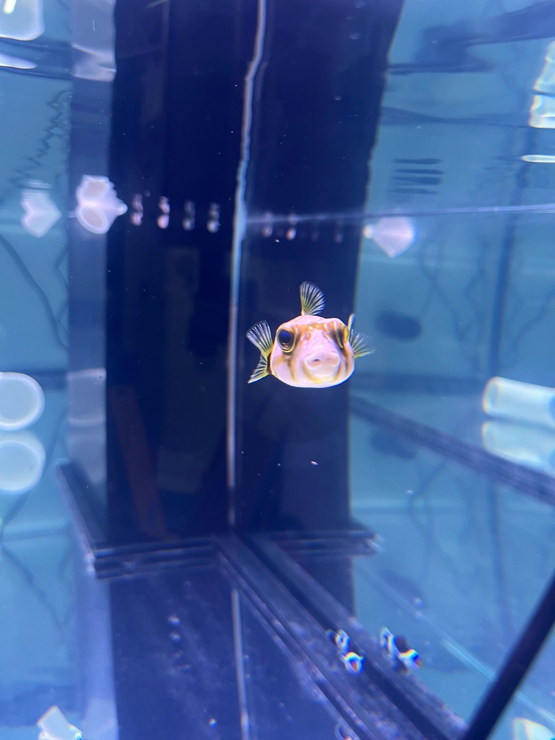 Pufferfish swimming in a professionally maintained saltwater aquarium