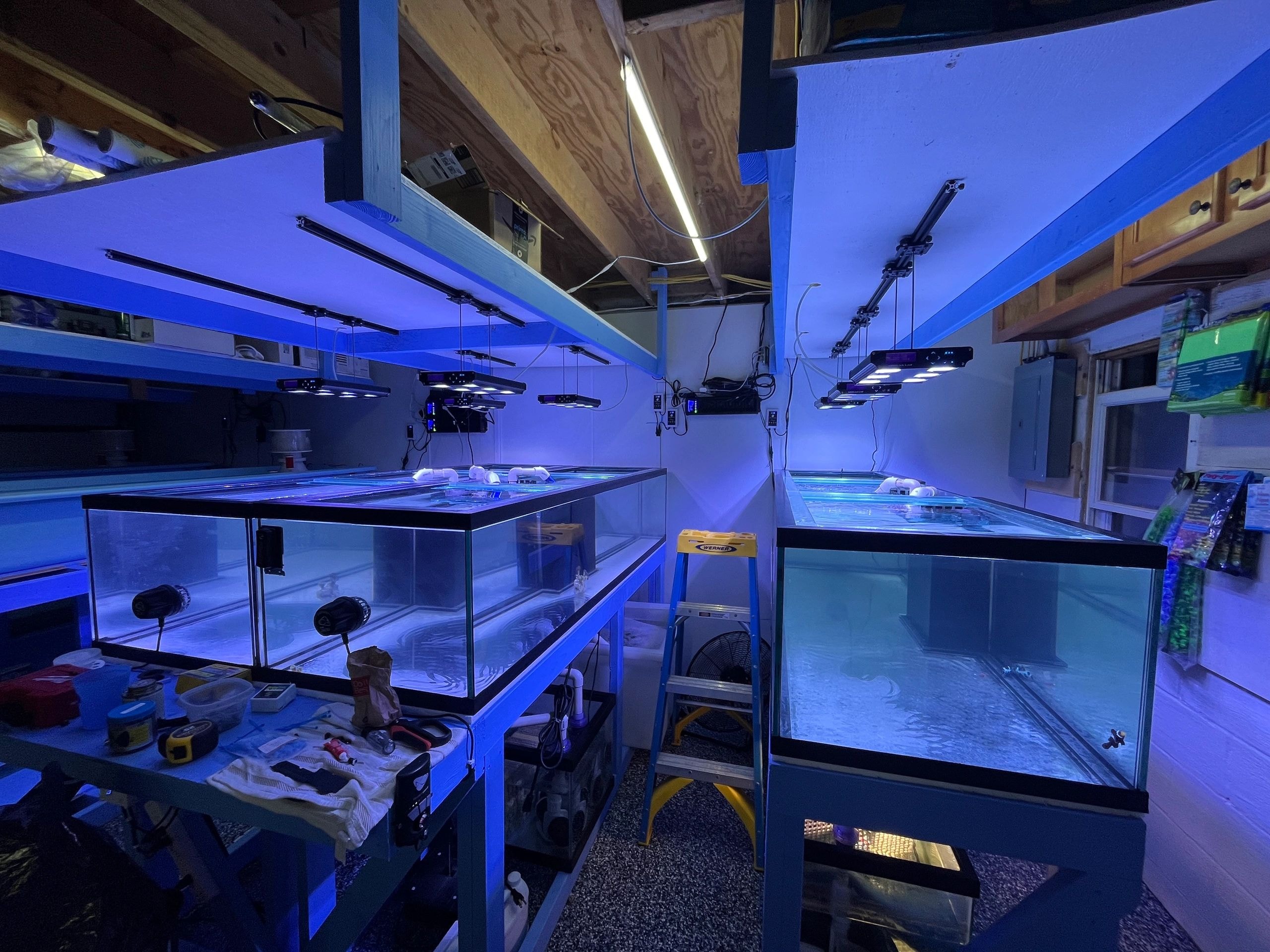 Custom aquarium room with blue LED lighting and multiple display tanks